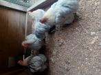 Prachtige Cochin haantjes parelgrijs Gratis, Dieren en Toebehoren, Pluimvee, Mannelijk, Kip