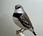 Diamantvink, Tropenvogel