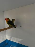 1 koppel fischerie overjarige, Meerdere dieren, Parkiet