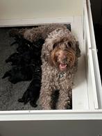 Labradoodle Pups (Australian), Dieren en Toebehoren, Honden | Retrievers, Spaniëls en Waterhonden, Overige rassen, 8 tot 15 weken