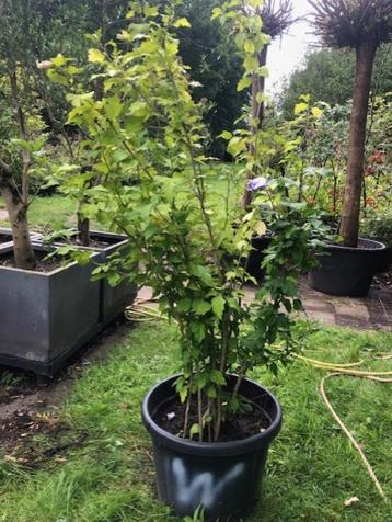Hibiscus struik , staat mooi in blad . ongeveer 150 cm hoog beschikbaar voor biedingen