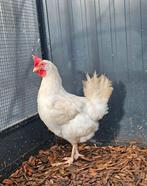 Cooltwin zoekt een huisje! (Kip Leghorn), Dieren en Toebehoren, Pluimvee, Vrouwelijk, Kip