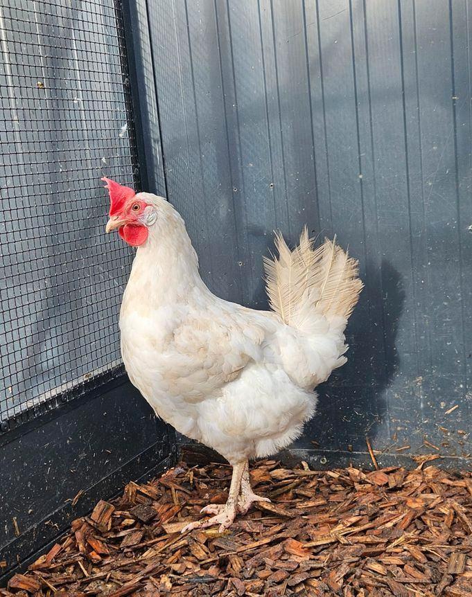 Cooltwin zoekt een huisje! (Kip Leghorn), Dieren en Toebehoren, Pluimvee, Kip, Vrouwelijk
