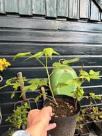 Frambozen planten, Tuin en Terras, Planten | Tuinplanten, Ophalen, Zomer, Volle zon