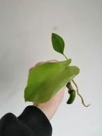 Monstera/ gatenplant, Overige soorten, Minder dan 100 cm, Ophalen of Verzenden, Halfschaduw