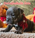 Prachtige old english bulldog pups, Bulldog, Meerdere, Meerdere dieren, Nederland