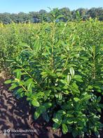 Laurier Prunus novita 60 tot 200cm struiken haag planten, Ophalen of Verzenden, Laurier, Struik, 100 tot 250 cm