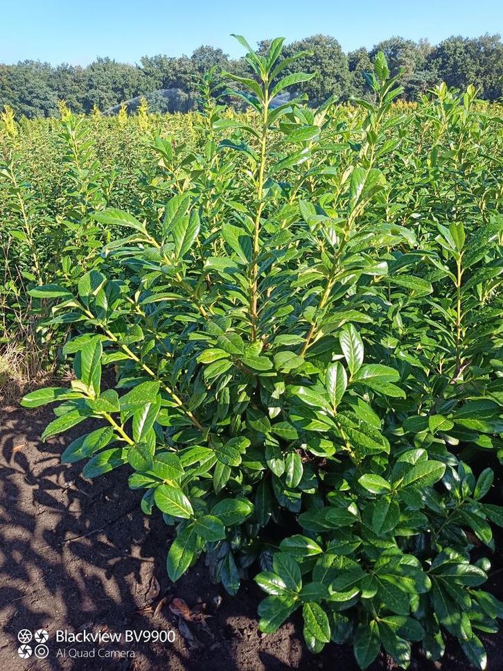 Laurier Prunus novita 60 tot 200cm struiken haag planten, Tuin en Terras, Planten | Struiken en Hagen, Struik, Laurier, 100 tot 250 cm