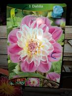 Dahlia's 7 stuks 10 euro, Tuin en Terras, Ophalen of Verzenden, Voorjaar, Volle zon, Knol
