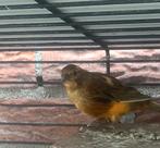 Bonte kanaries, Dieren en Toebehoren, Vogels | Kanaries, Mannelijk