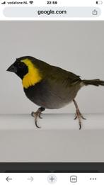 Te koop gevraagd cubavink mam, Dieren en Toebehoren, Mannelijk, Tropenvogel