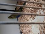 Mooi koppeltje blauwvleugels, Dieren en Toebehoren, Vogels | Parkieten en Papegaaien, Meerdere dieren, Parkiet