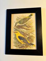 4 chromolitho's met vogels  inclusief verzendkosten!, Antiek en Kunst, Kunst | Etsen en Gravures, Verzenden