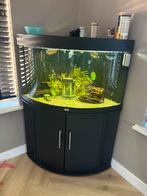 Juwel Aquarium incl toebehoren, Ophalen, Zo goed als nieuw, Gevuld zoetwateraquarium