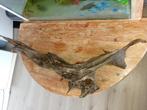 Aquarium hout (ongeveer 1 meter lang), Dieren en Toebehoren, Ophalen, Zo goed als nieuw, Plant(en), Steen of Hout