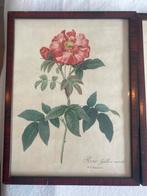 Schilderijtje jaren '50 - Bloemenprint p j redouté, Ophalen of Verzenden