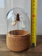 Stolpje met schedeltjes en hoornaar, taxidermie entomologie, Huis en Inrichting, Ophalen of Verzenden, Nieuw