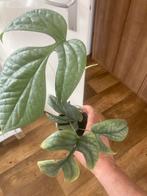 Terrariumplant monstera amydrium medium Silver, Ophalen of Verzenden, Overige soorten, Minder dan 100 cm