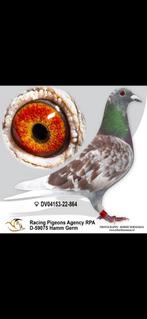 Postduiven uit het beste van G Prange, Dieren en Toebehoren, Vrouwelijk, Postduif