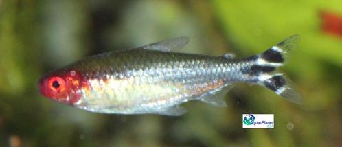 Roodneuszalm, Dieren en Toebehoren, Vissen | Aquariumvissen, Zoetwatervis, Vis, Schoolvis