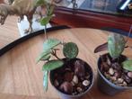 Hoya's Pakket, Huis en Inrichting, Ophalen of Verzenden, Overige soorten, Minder dan 100 cm