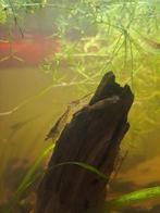 Mooie garnalen, Dieren en Toebehoren, Kreeft, Krab of Garnaal