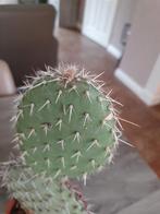 Cactus, Cactus, Minder dan 100 cm, Volle zon, Ophalen