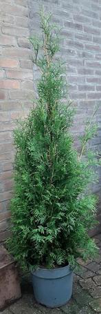 Thuja occidentalis King of Brabant 120/140cm Haagconifeer, Ophalen