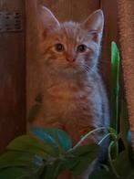 Nog 1 mooie rode  kater van 9 weken mix, Dieren en Toebehoren, Katten en Kittens | Overige Katten, Kater