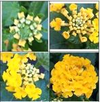 Wisselbloem (Lantana camara) nr.21, Ophalen of Verzenden, Zomer
