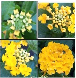 Wisselbloem (Lantana camara) nr.21, Tuin en Terras, Planten | Tuinplanten, Zomer, Ophalen of Verzenden