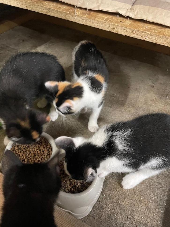 Mooie lieve kittens, Dieren en Toebehoren, Katten en Kittens | Overige Katten, Kortharig, Meerdere dieren, 0 tot 2 jaar