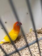 Agapornis Fischeri Rood Oog Lutino Man 2023 Kweekman Broedri, Mannelijk, Dwergpapegaai of Agapornis, Geringd