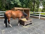 Lieve en grote Welsh E pony, Dieren en Toebehoren, Pony's, Ruin
