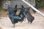 BROEDEIEREN AYAM CEMANI, Geslacht onbekend, Kip