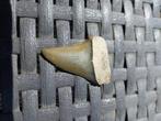 Te koop fossiele haaientand 4 centimeter, Ophalen of Verzenden, Fossiel