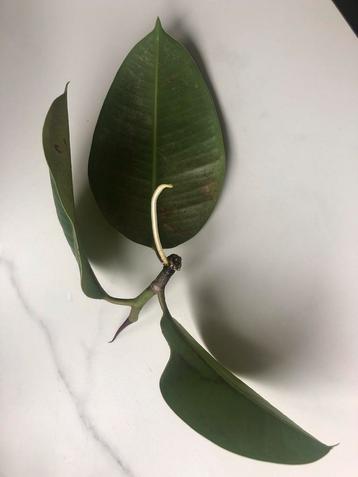 Ficus stekje beschikbaar voor biedingen