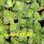 Sedum, Tuin en Terras, Planten | Tuinplanten, Zomer, Bodembedekkers, Ophalen of Verzenden