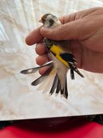 Majoor putter bond, Dieren en Toebehoren, Vogels | Overige Vogels, Vrouwelijk, Wildzangvogel