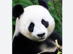 4 Kaartjes voor Ouwehands dierenpark, Tickets en Kaartjes, Recreatie | Dierentuinen, Drie personen of meer, Ticket of Toegangskaart