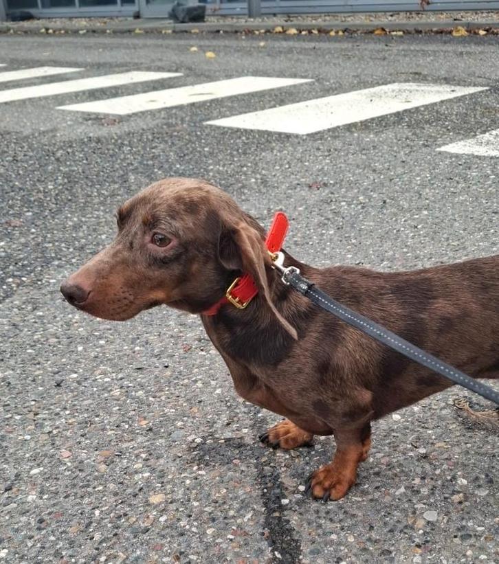 💞 Prachtige choco merle tan dwerg teckel 2 jaar 💞, Dieren en Toebehoren, Honden | Teckels en Dashonden, Reu, Korthaar, Dwerg