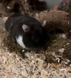 Schattige hamster ( MET SPOED IVM VERHUIZEN), Dieren en Toebehoren, Hamster, Vrouwelijk, Mei, Tam