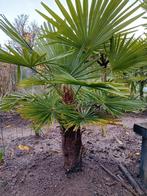 Mooie palmboom Wagnerianus, Tuin en Terras, Ophalen, Bloeit niet, Overige soorten, Volle zon