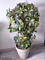 Kunst plant kamerplant, Huis en Inrichting, Woonaccessoires | Kunstplanten en Kunstbloemen, Ophalen, Gebruikt, Binnen