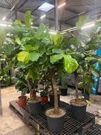 Ficus lyrata – dikke stam 180cm, Ophalen, Ficus, Halfschaduw, 150 tot 200 cm