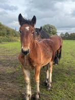 Nederlands trekpaard veulens, Dieren en Toebehoren, Gechipt, Niet van toepassing, 0 tot 2 jaar, Hengst