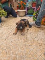Rocky pup, Dieren en Toebehoren, Honden | Niet-rashonden, Particulier, Rabiës (hondsdolheid), Reu, 8 tot 15 weken