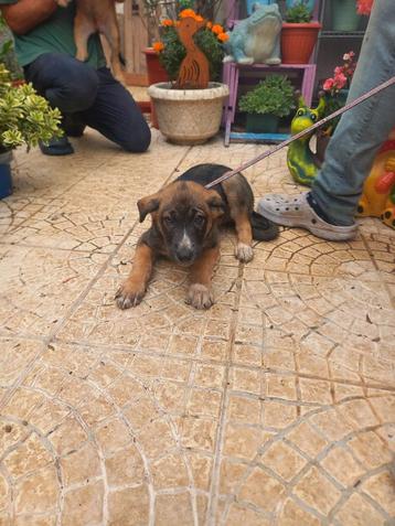 Rocky pup beschikbaar voor biedingen
