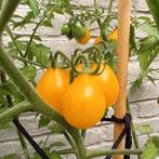 Yellow Pearshaped - tomatenzaden uit eigen tuin, Zaad, Verzenden, Volle zon