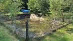 Vijver vissen, Dieren en Toebehoren, Vissen | Vijvervissen, Goudvis(sen)